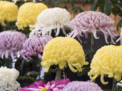 九菊|九月九日重陽の節句はなぜ菊？生花のしつらえと楽しみ方